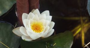 wasserblume Blume